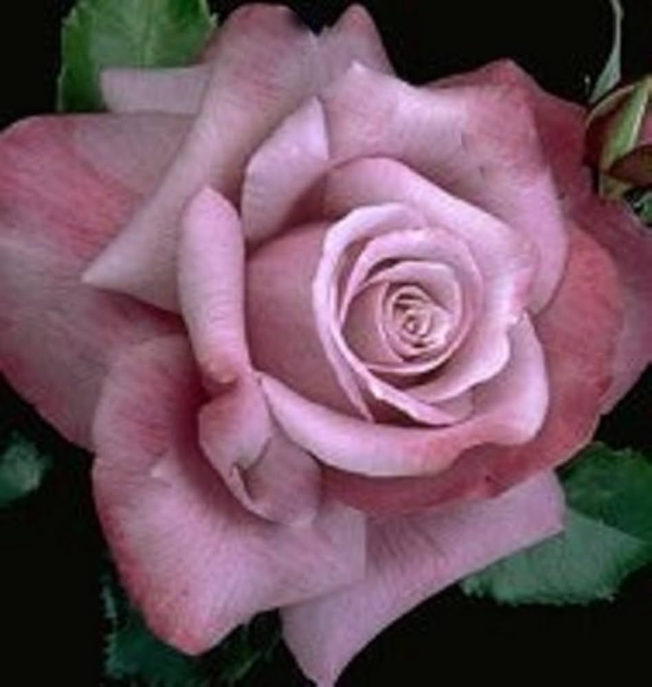 Barbara Streisand Rose Seeds for Planting Rosa hybrid for flower beds and urban gardens Heirloom Non-GMO Seeds