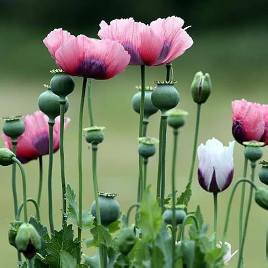 Oriental Poppy Papaver orientale Flower Seeds for Planting Heirloom Non-GMO Seeds