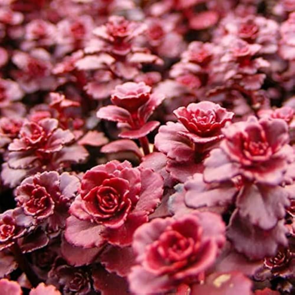 Sedum Voodoo Succulent Flower Seeds for Planting Heirloom Non-GMO Seeds