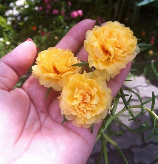 Orange Purslane Seeds for Planting Portulaca oleracea for vegetable patches and edible gardens Heirloom Non-GMO Seeds