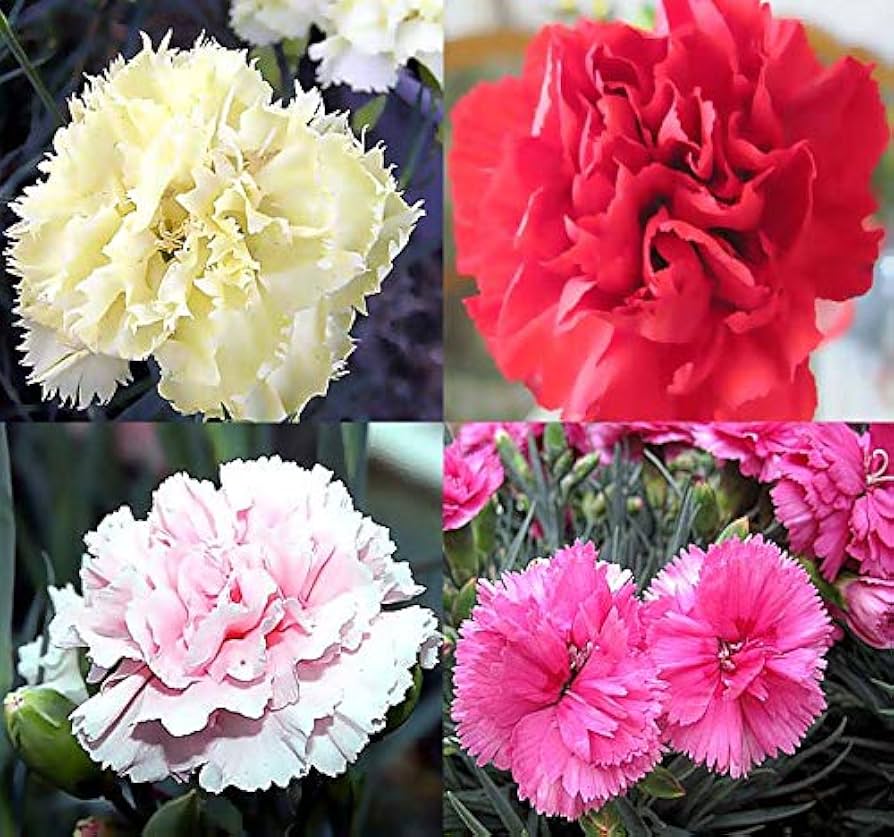 Rare Carnation Seeds Dianthus for Planting in Flower Bed & Garden Heirloom Non-GMO Seeds