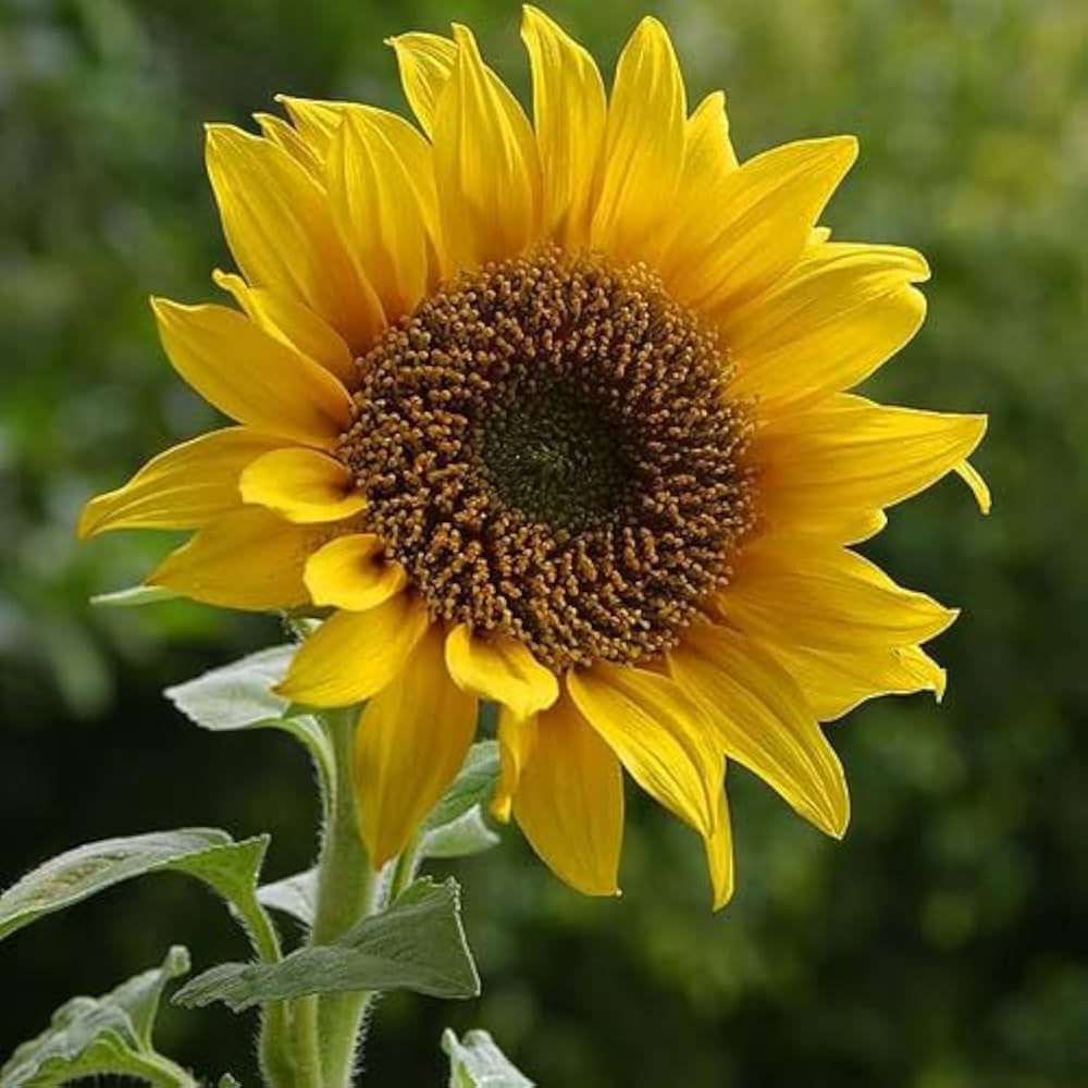 Dwarf Sunflower Helianthus annuus Seeds for Planting Heirloom Non-GMO Seeds