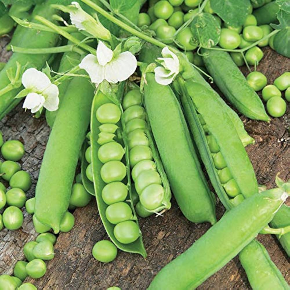 Zipper Cream Pea Pisum sativum Seeds for Planting in Vegetable Patch for Planting, Premium Vegetable Seeds | Heirloom No