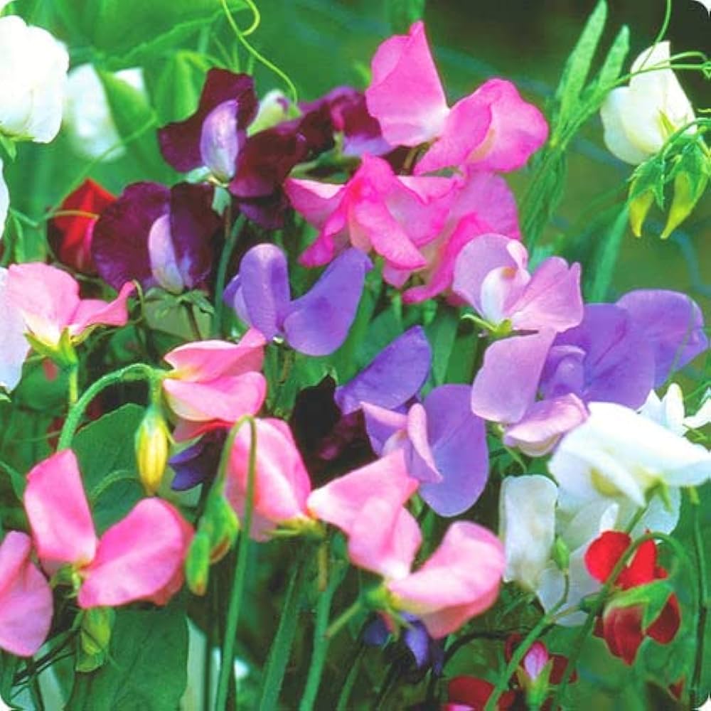 Perennial Sweet Pea Seeds for Planting Lathyrus latifolius for flower beds and trellises Heirloom Non-GMO Seeds