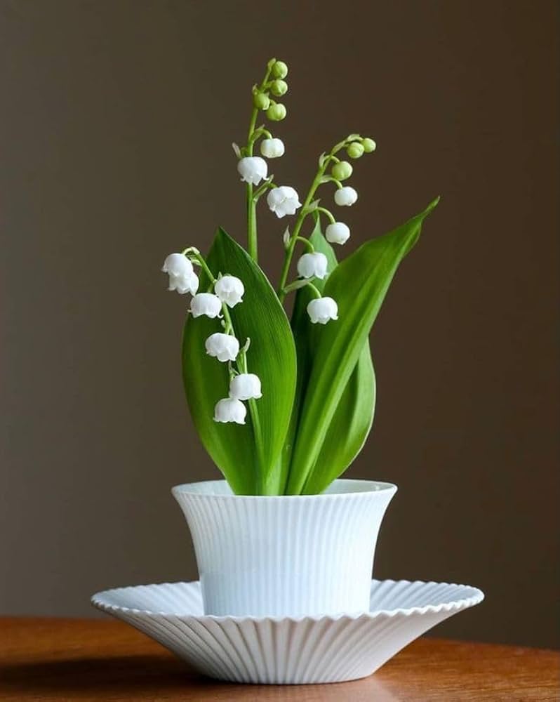 Lily of the Valley Seeds for Planting Convallaria Majalis shade garden flower border Heirloom Non-GMO Seeds