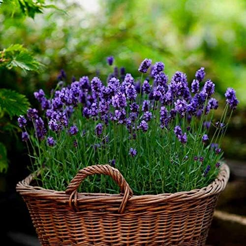 Lavender Lavandula angustifolia Seeds for Planting in Flower Bed & Garden Heirloom Non-GMO Seeds