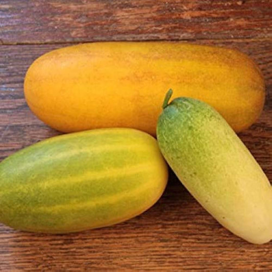 Quitoense Orange Cucumber Cucumis sativus Seeds for Planting in Vegetable Garden for Planting, Premium Vegetable Seeds |