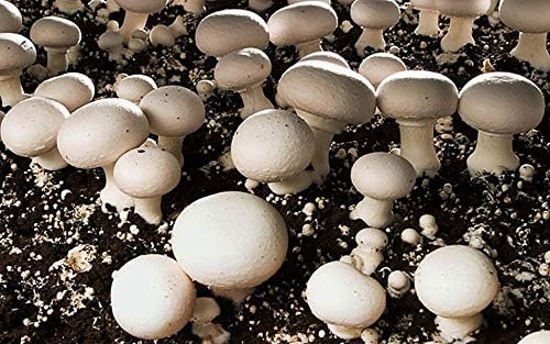 Mushroom Plant Rungia klossii Seeds for Planting in Herb Garden for Planting, Premium Seeds | Heirloom Non-GMO
