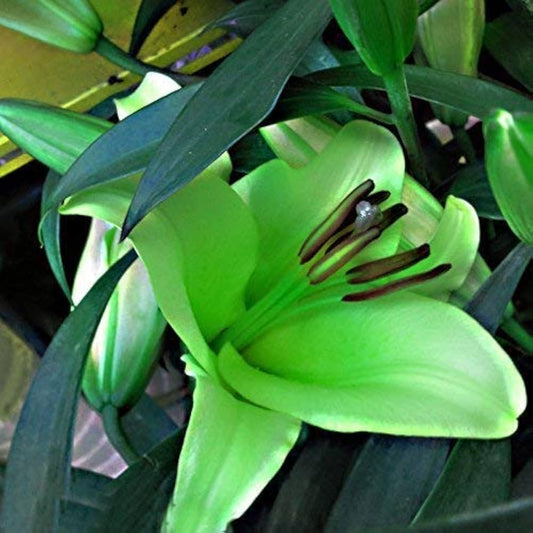 Blue Heart Lily Seeds for Planting in Flower Bed & Home Garden Heirloom Non-GMO Seeds