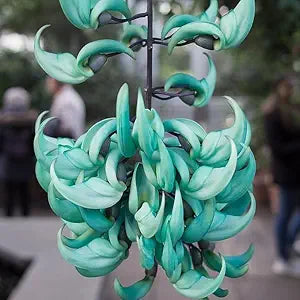 Macrobotrys Flower Macrobotrys spp. Seeds for Planting in Flower Bed & Garden Heirloom Non-GMO Seeds