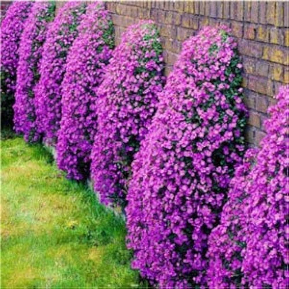 Creeping Thyme Thymus serpyllum Seeds for Planting in Ground Cover | Heirloom Non-GMO Herb Seeds for Home Gardens