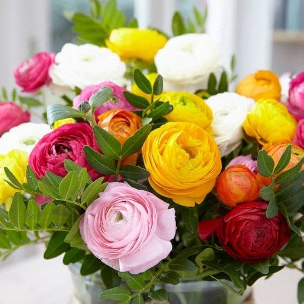 Ranunculus Ranunculus asiaticus Seeds for Planting in Flower Bed and Container Garden Heirloom Non-GMO Seeds