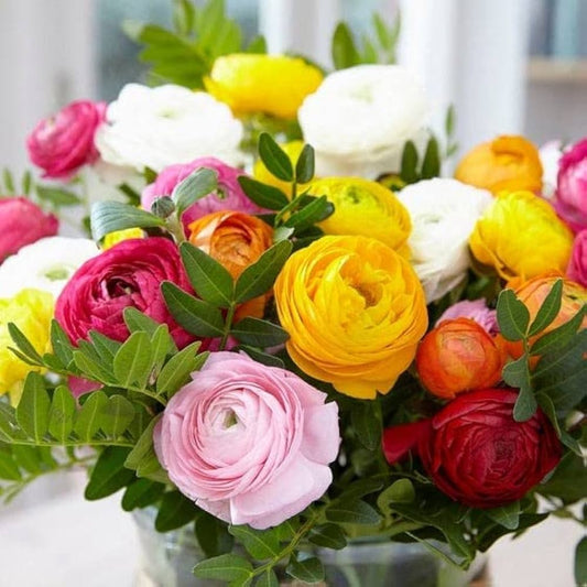 Ranunculus Ranunculus asiaticus Seeds for Planting in Flower Bed and Container Garden Heirloom Non-GMO Seeds