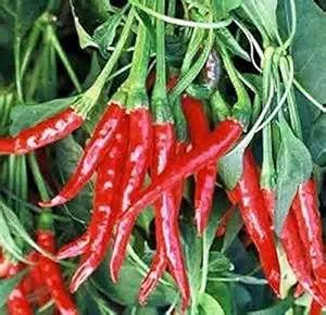 Hot Pepper Mix Capsicum annuum Seeds for Planting in Vegetable Patch & Garden for Planting, Premium Vegetable Seeds | He
