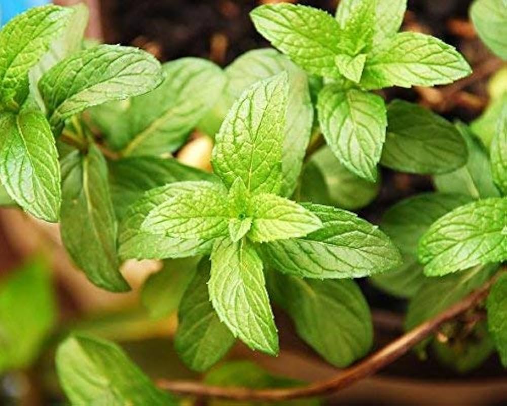 Pfefferminzsamen Peppermint Seeds for Planting - Great for Herb Garden & Kitchen Garden for Planting, Premium Vegetable