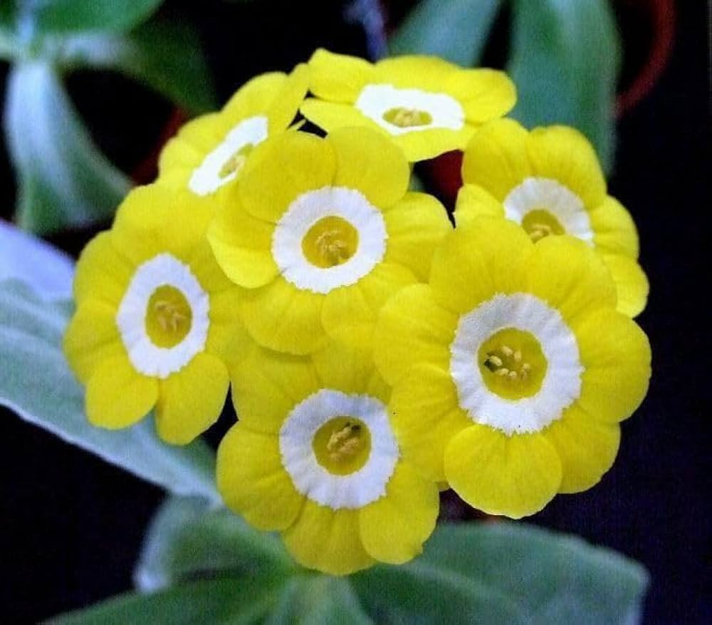 Primula Polyneura Flower Seeds for Planting Heirloom Non-GMO Seeds