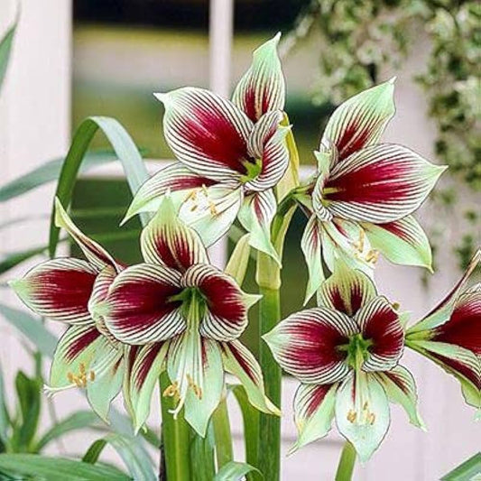 Green Hippeastrum Seeds Hippeastrum for Planting in Garden & Flower Bed Heirloom Non-GMO Seeds