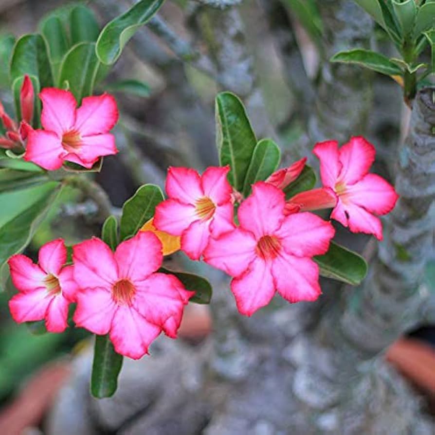 Mixed Desert Rose Adenium obesum Flower Seeds for Planting in Flower Bed and Garden Heirloom Non-GMO Seeds