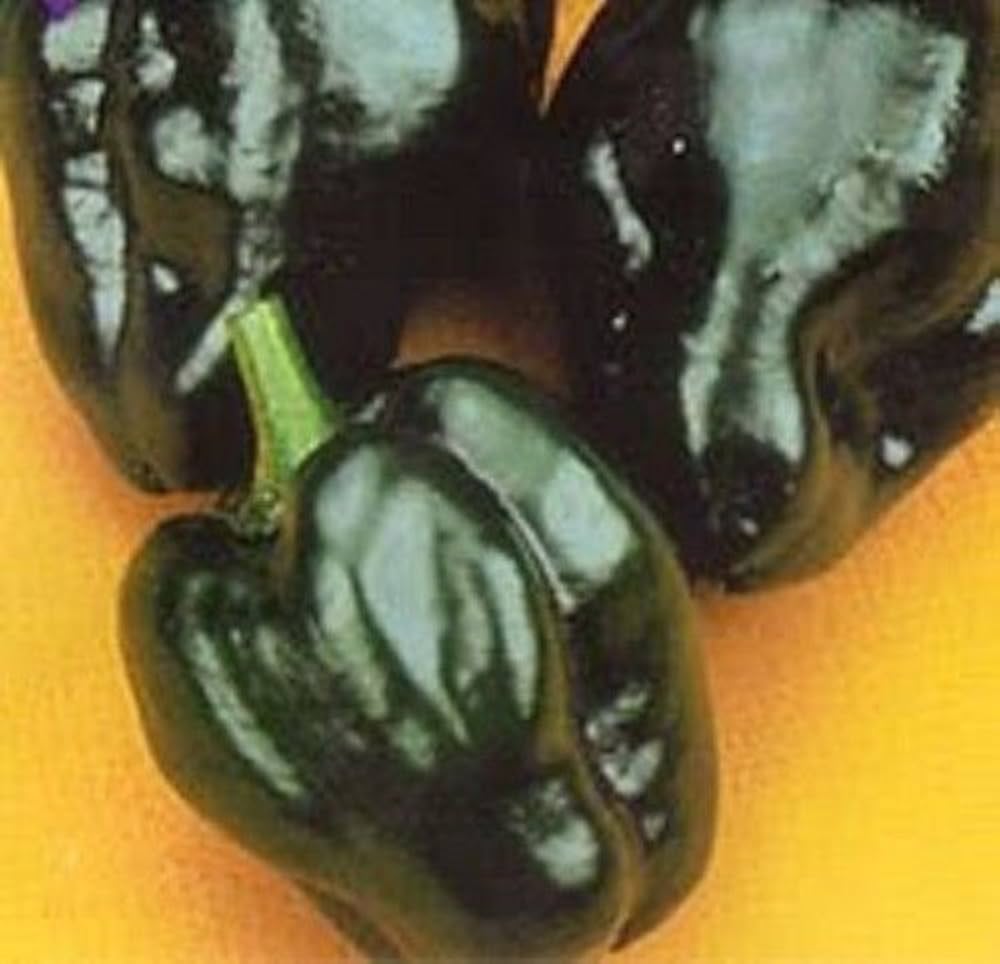 Poblano Pepper Capsicum annuum Seeds for Planting Heirloom Non-GMO Seeds