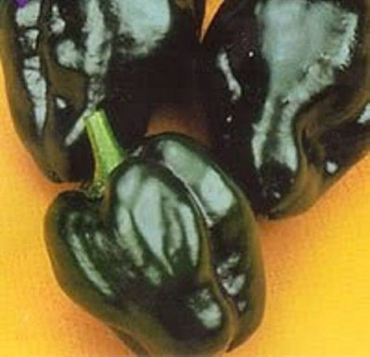 Poblano Pepper Capsicum annuum Seeds for Planting Heirloom Non-GMO Seeds