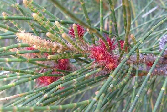 Larch Tree Seeds for Planting Larix decidua for landscaping and large gardens for Planting, Premium Seeds | Heirloom Non