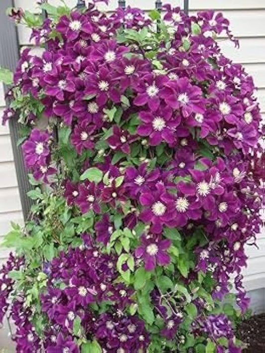 Clematis Clematis spp. Seeds for Planting in Trellis Garden Heirloom Non-GMO Seeds