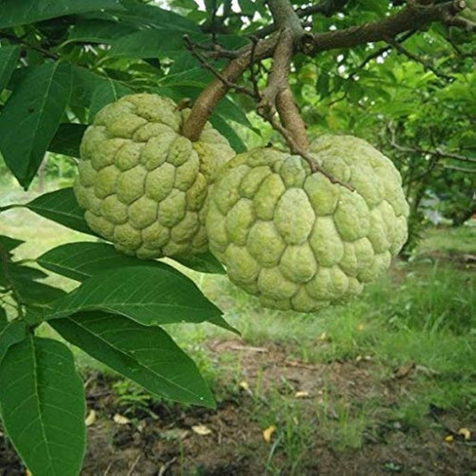 Annona Annona spp. Fruit Seeds for Planting in Tropical Garden Fruit Seeds for Home Gardens, Containers & Outdoor Growing