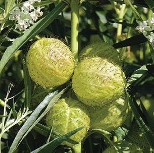 Gomphocarpus Physocarpus Seeds for Planting in Wildflower Garden & Landscape Heirloom Non-GMO Seeds