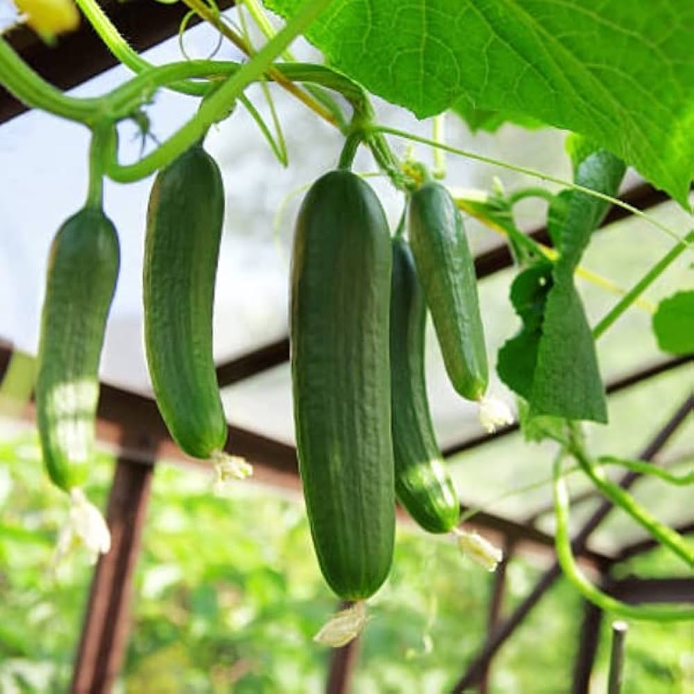 Cucumber Seeds for Planting Cucumis sativus for vegetable patch and urban garden for Planting, Premium Vegetable Seeds |