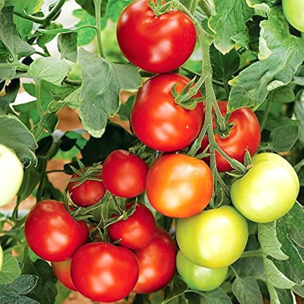 Kelloggs Tomato Seeds for Planting Solanum lycopersicum for vegetable patches and home gardens for Planting, Premium Veg