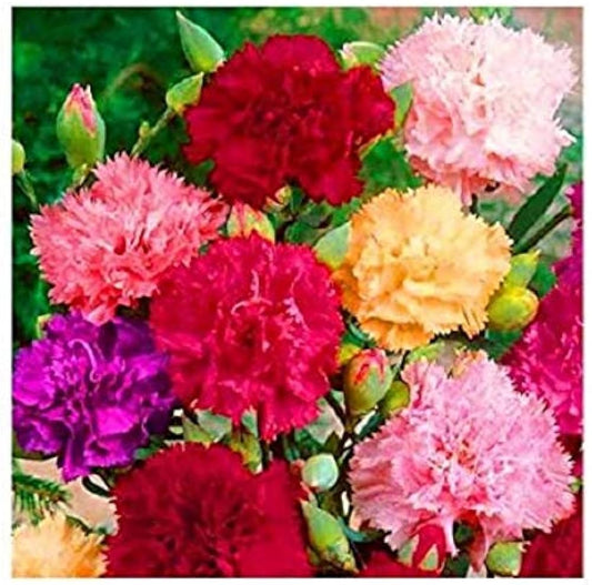 Orange Chabaud Carnation Seeds for Planting Dianthus caryophyllus for flower beds and cutting gardens Heirloom Non-GMO S