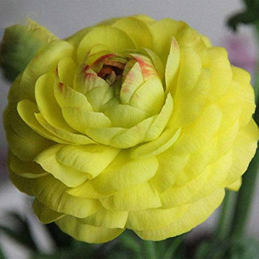Ranunculus Asiaticus Ranunculus asiaticus Seeds for Planting Heirloom Non-GMO Seeds