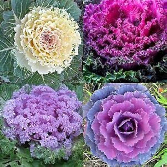 Flowering Cabbage Brassica oleracea Seeds for Planting in Vegetable Patch for Planting, Premium Vegetable Seeds | Heirlo