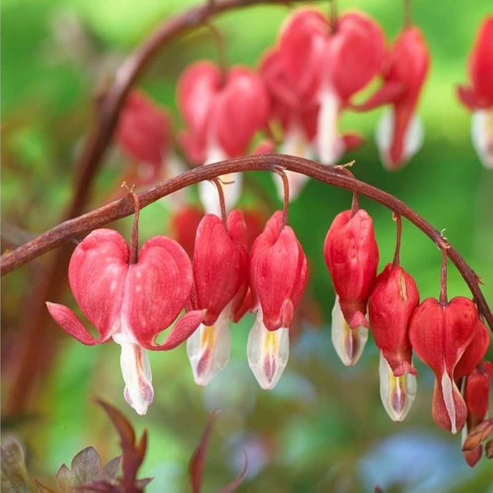 Bleeding Heart Seeds for Planting Lamprocapnos Spectabilis shade garden flower bed Heirloom Non-GMO Seeds