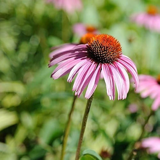 Echinacea Secret Affair Chrysanthemum Echinacea purpurea Seeds for Planting in Flower Bed Heirloom Non-GMO Seeds
