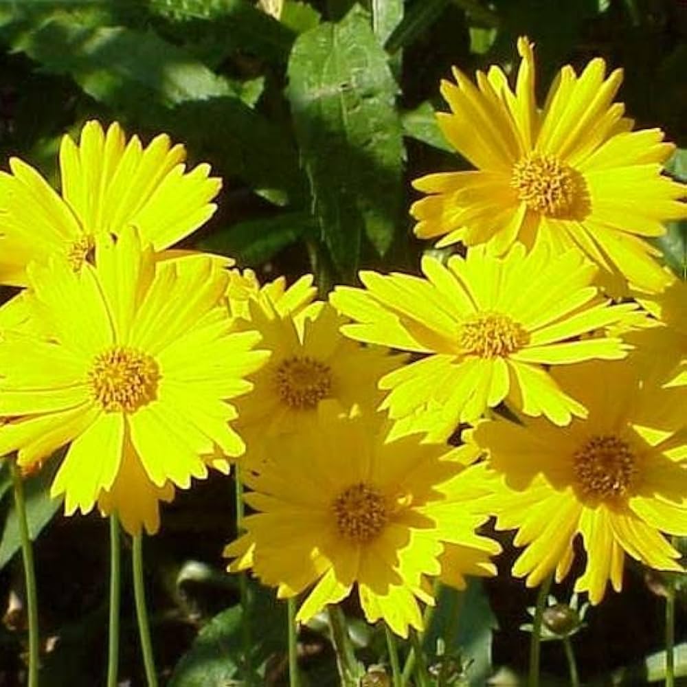 Leavenworth's Tickseed Seeds for Planting Coreopsis Leavenworthii for Wildflower Gardens Heirloom Non-GMO Seeds