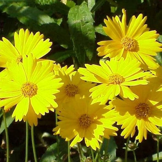 Leavenworth's Tickseed Seeds for Planting Coreopsis Leavenworthii for Wildflower Gardens Heirloom Non-GMO Seeds