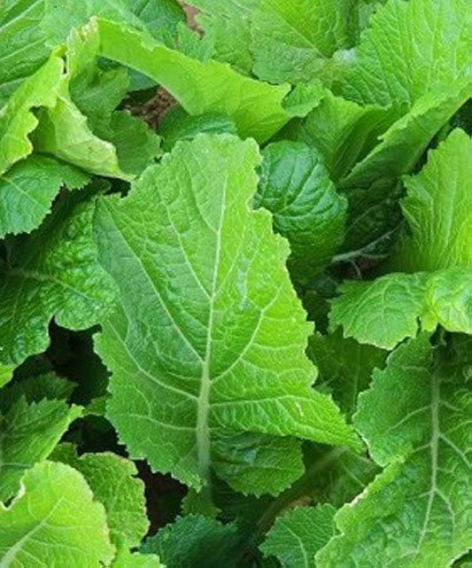 Florida Mustard Seeds for Planting Brassica juncea for vegetable gardens and home orchards for Planting, Premium Seeds |
