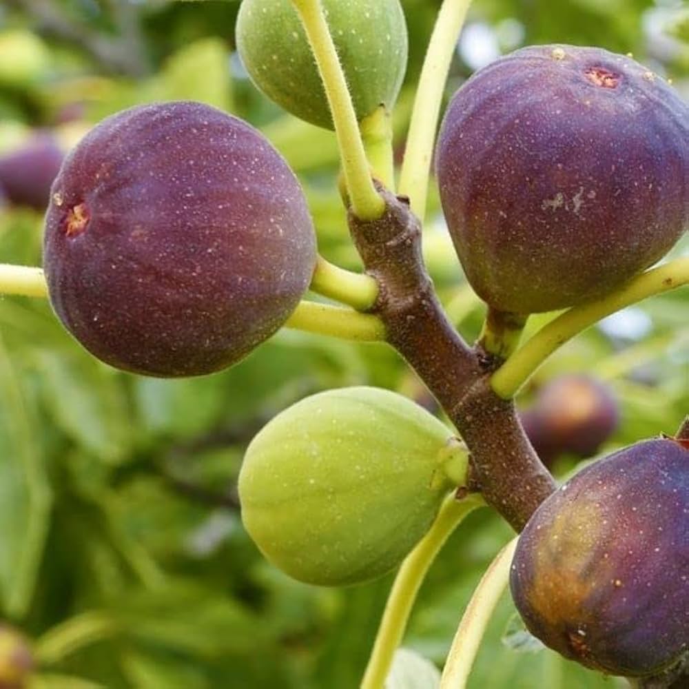 Ficus Carica Seeds for Planting Ficus carica for home gardens and vegetable patches Fruit Seeds for Home Gardens, Containers & Outdoor Growing