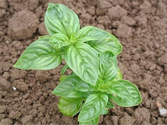 Italian Classic Basil Ocimum basilicum Plant Seeds for Planting in Herb Garden | Heirloom Non-GMO Herb Seeds for Home Gardens