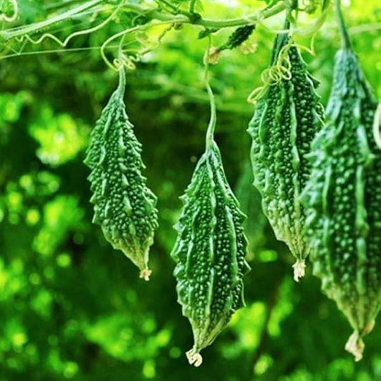 Bitter Gourd Seeds for Planting Momordica charantia for vegetable patches and home gardens for Planting, Premium Seeds |
