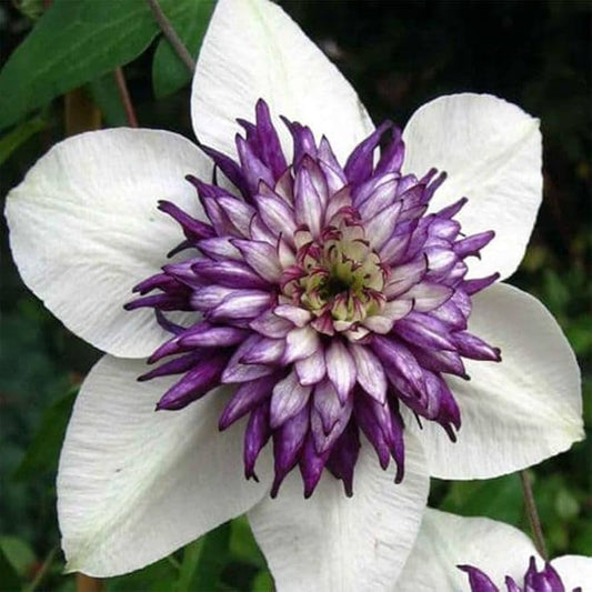 Mixed Clematis Clematis spp. Flower Seeds for Planting Heirloom Non-GMO Seeds
