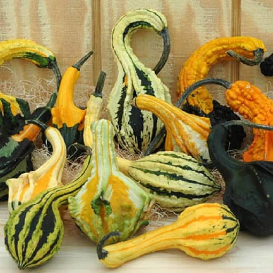 Cauldron Gourd Seeds for Planting Cucurbita pepo for decorative gardens and autumn displays for Planting, Premium Seeds