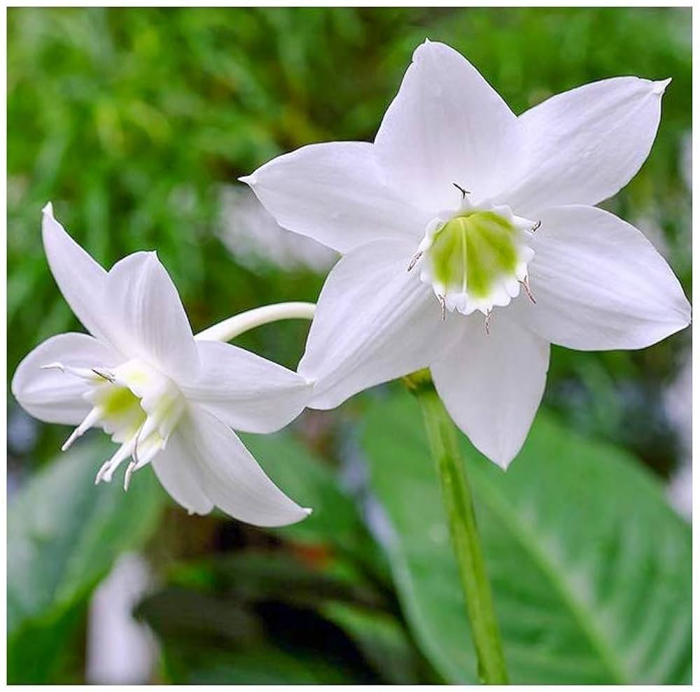 Lily Bulbs Lilium for Planting in Flower Bed & Garden Heirloom Non-GMO Seeds