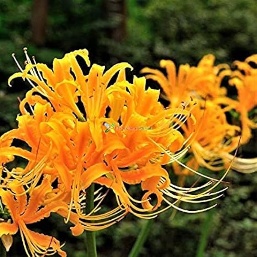 Stone Lycoris Lycoris radiata Flower Seeds for Planting Heirloom Non-GMO Seeds