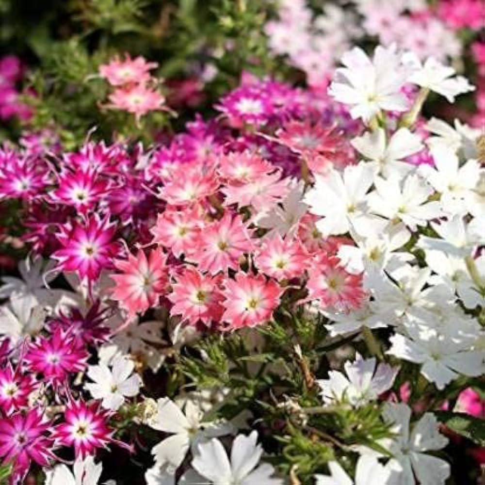Phlox Twinkle Star Phlox paniculata Seeds for Planting for Flower Bed Heirloom Non-GMO Seeds