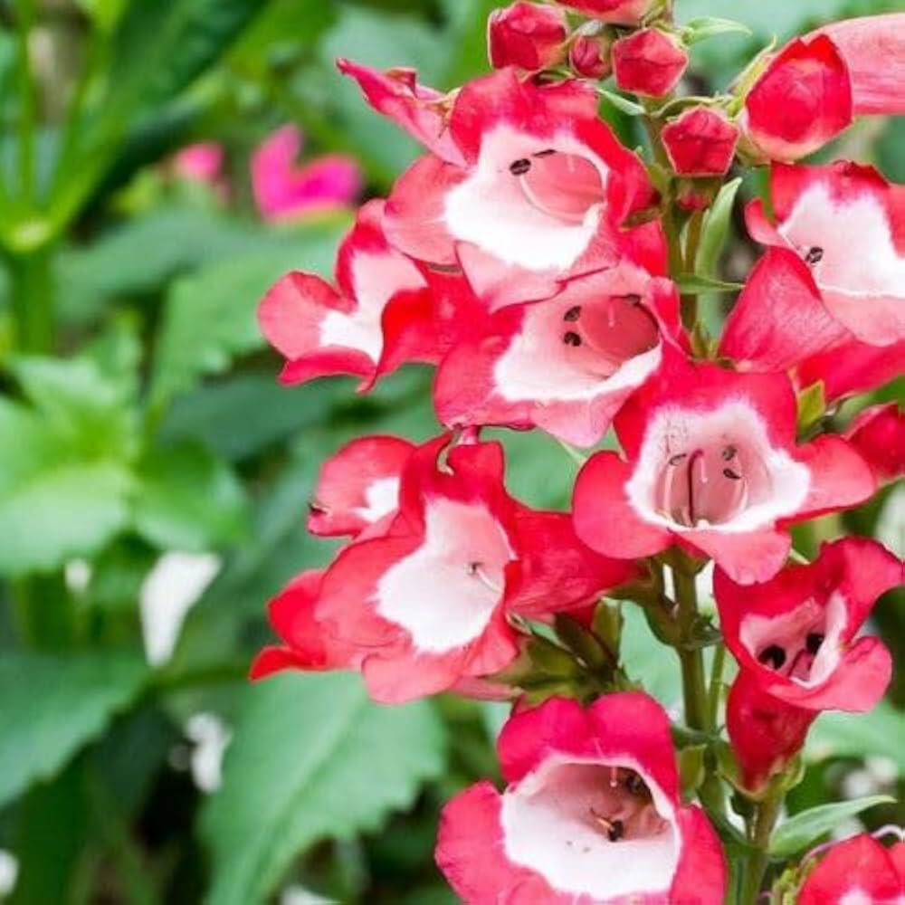 Penstemon Penstemon digitalis Seeds for Planting for Flower Bed Heirloom Non-GMO Seeds