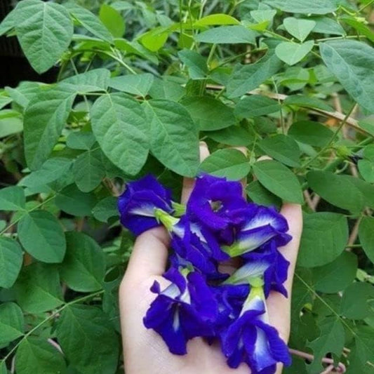 Clitoria Ternatea Flower Clitoria ternatea Seeds for Planting in Flower Bed & Garden Heirloom Non-GMO Seeds