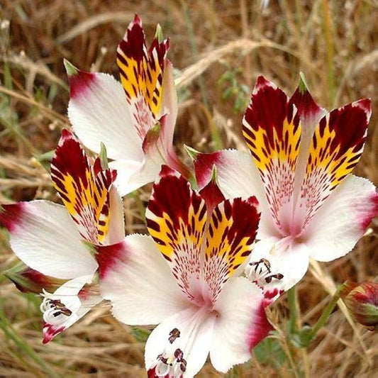 Alstroemeria Peruvian Lily Alstroemeria spp. Seeds for Planting in Flower Bed Heirloom Non-GMO Seeds