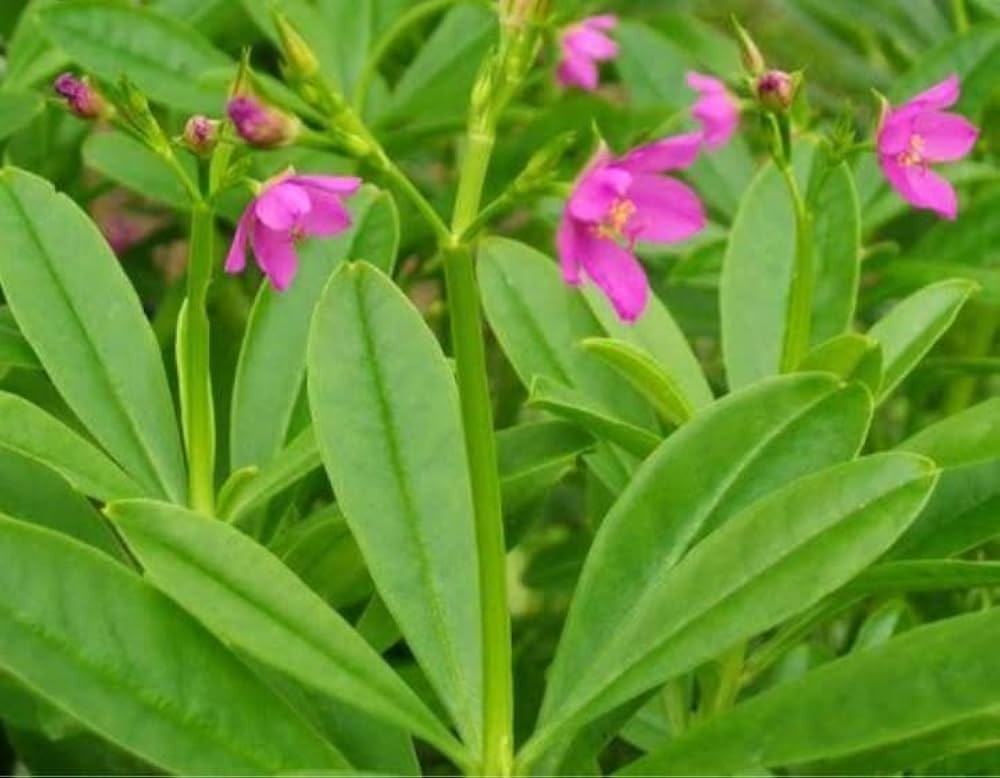 Talinum Paniculatum Flower Seeds for Planting in Flower Bed Heirloom Non-GMO Seeds